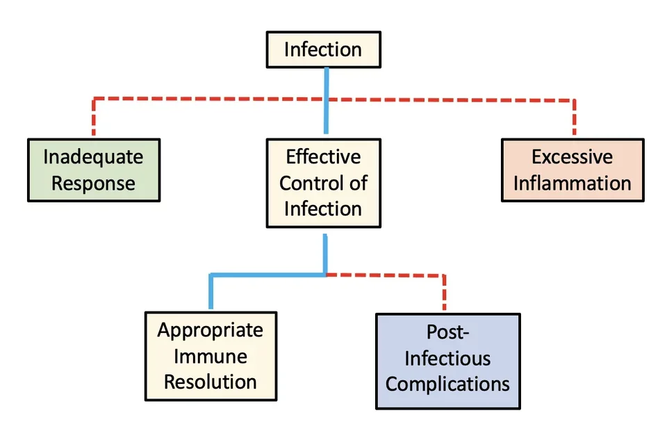 Box Flow of Immune Response