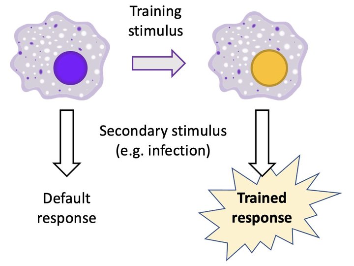 Default versus Trained Responses in Immunity